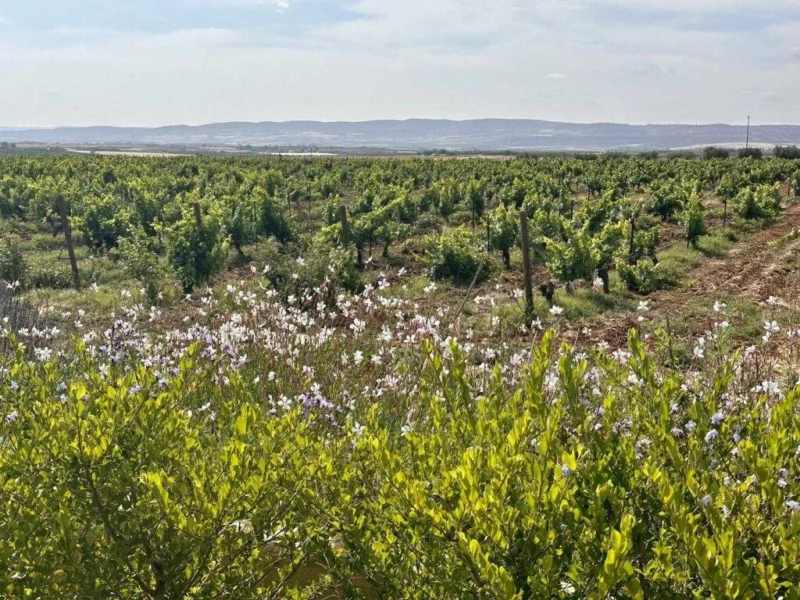 Chateau Roslane in Meknes, vineyards