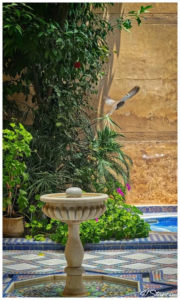 Fountain and bird at Riad Layalina Fes