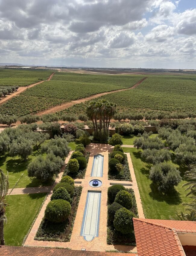 Les vignobles de la Route des Vins Meknès, des vins d'exception de la région