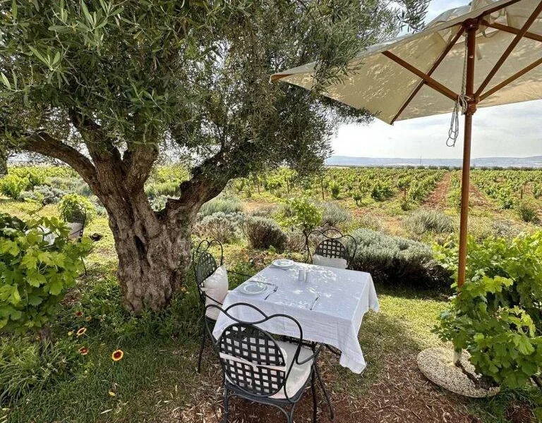 Lunch at the foot of the Chateau Roslane vineyards in Meknes