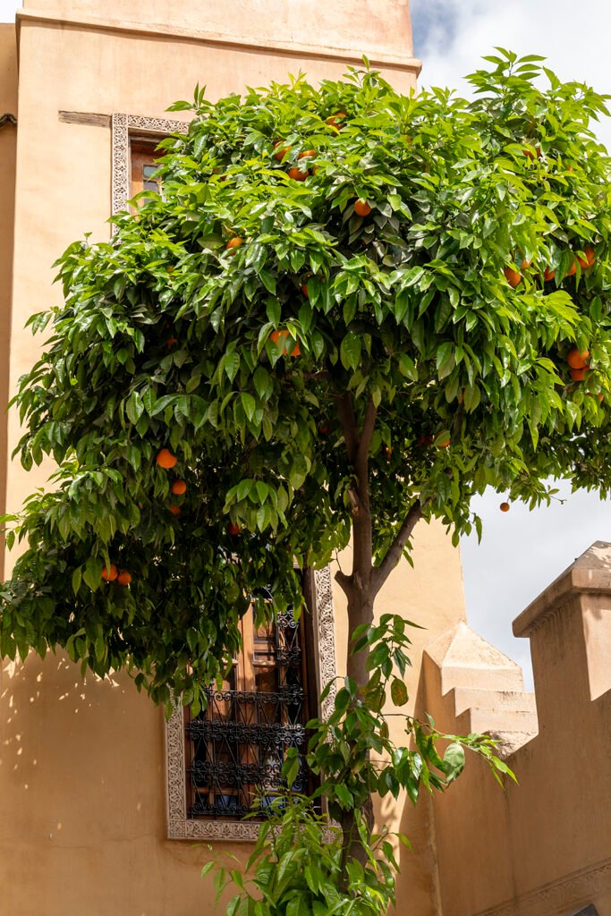 Oranger patio Hotel Riad Layalina Fes