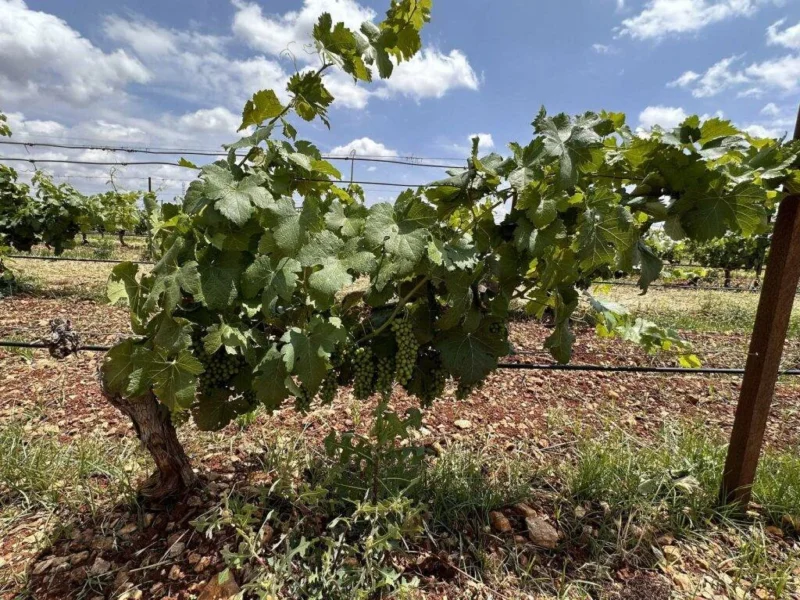 The Wine tasting tour, Meknes