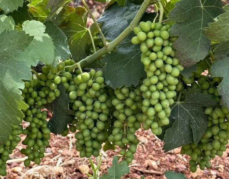 Villa Volubilia vineyard