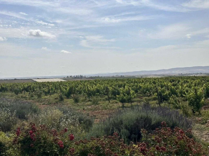 Vineyard Chateau Roslane Meknes