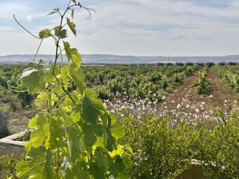 Vineyards Chateau Roslane Meknes